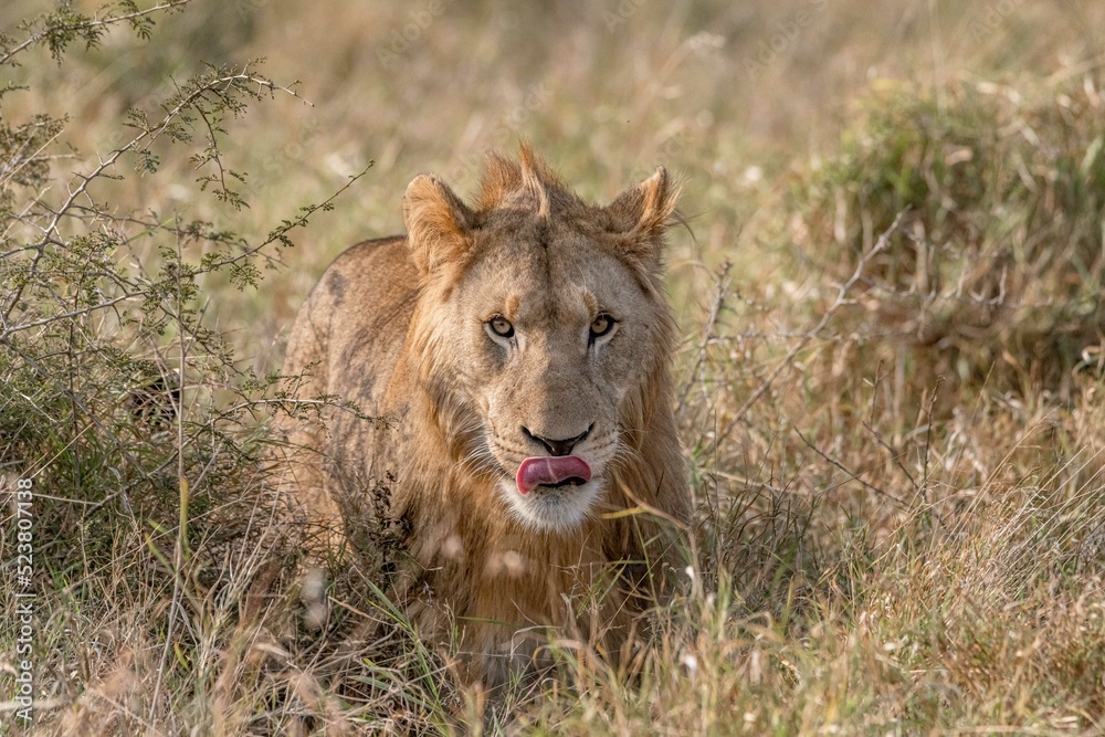 Naklejka premium creative