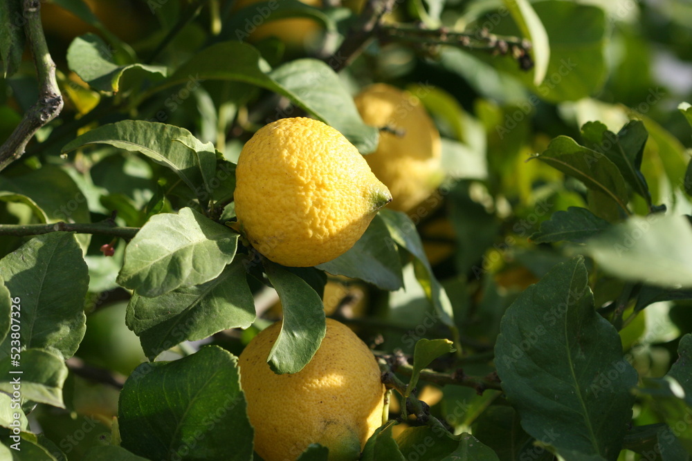 Yellows Fresh Lemons on the Lemon Tree with Green Leaves