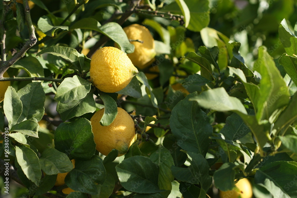 Yellows Fresh Lemons on the Lemon Tree with Green Leaves