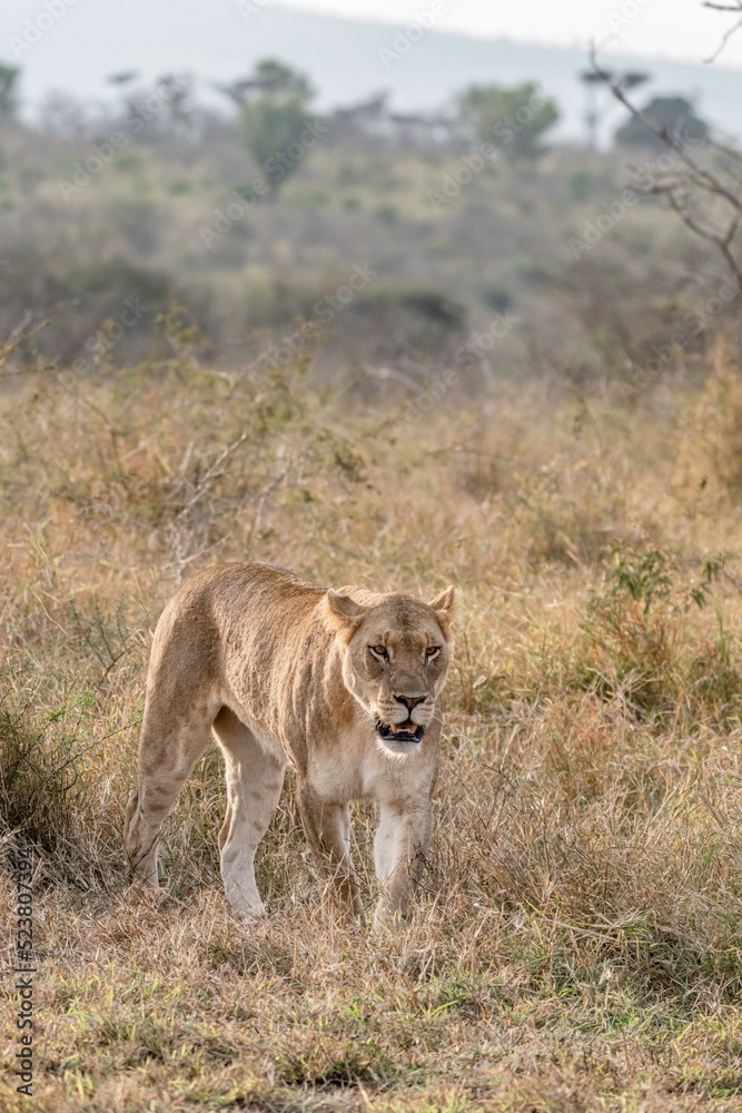 Fototapeta premium creative