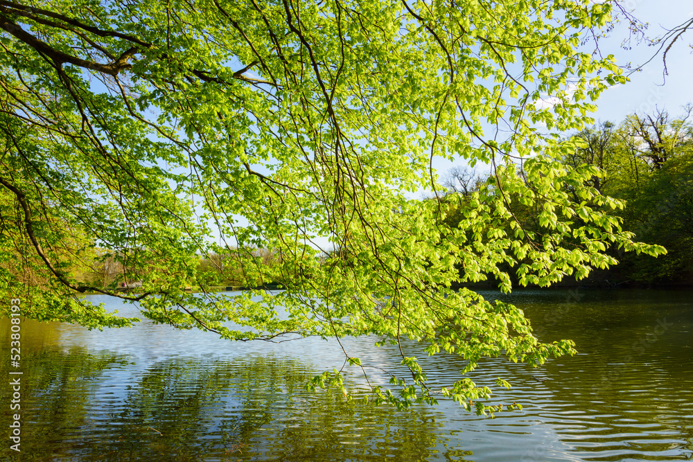 fresh tree in spring on a lake