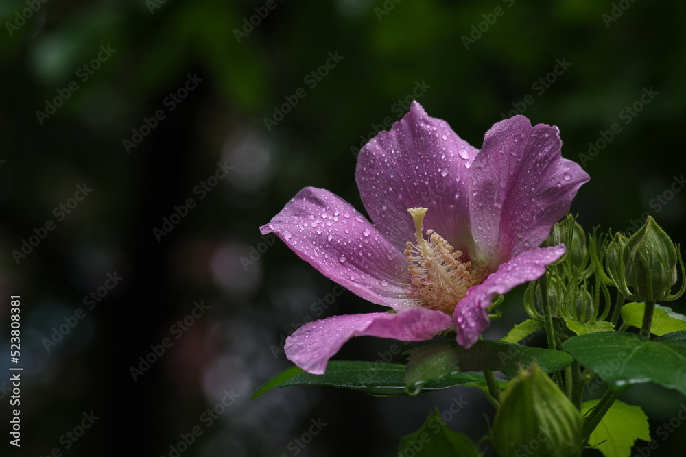東京港区赤坂5丁目で芙蓉が雨に打たれて輝く