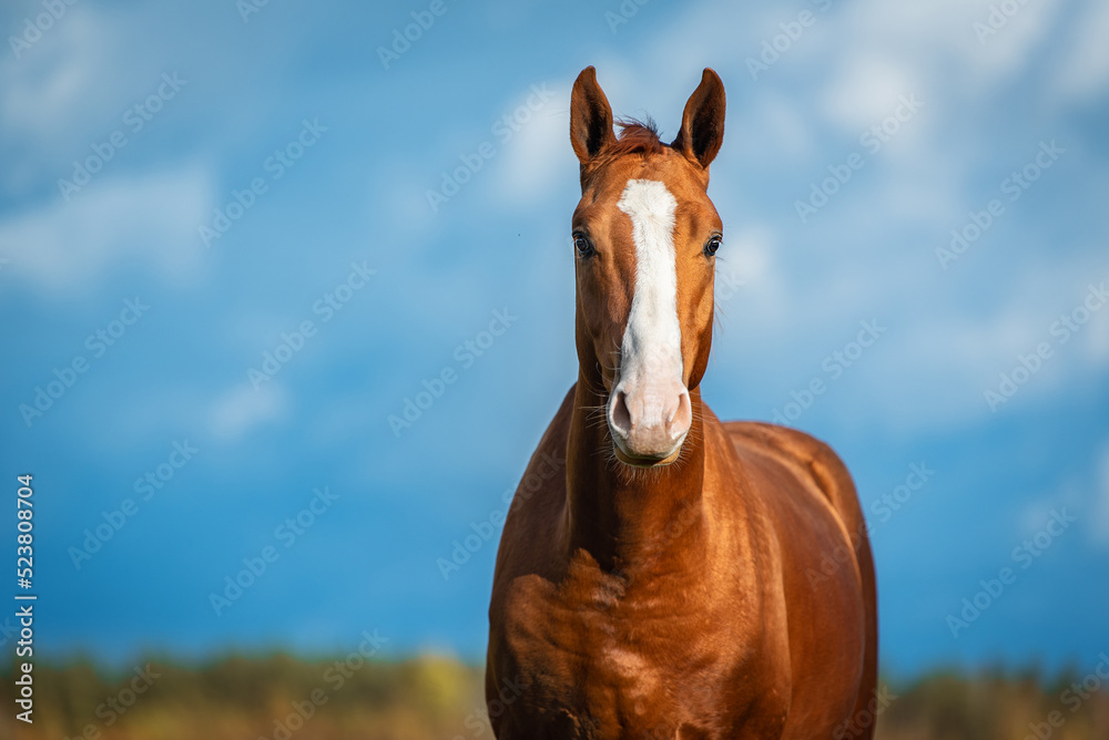 Portrait of a horse on the background of blue sky. Don breed horse.