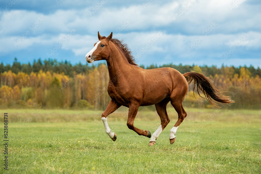 Beautiful red horse running in the in Don breed horse. Stock | Adobe Stock