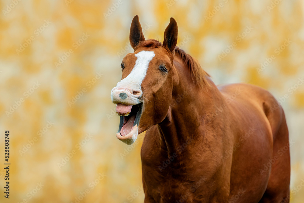 Funny Don breed horse yawning in autumn. Russian golden horse.