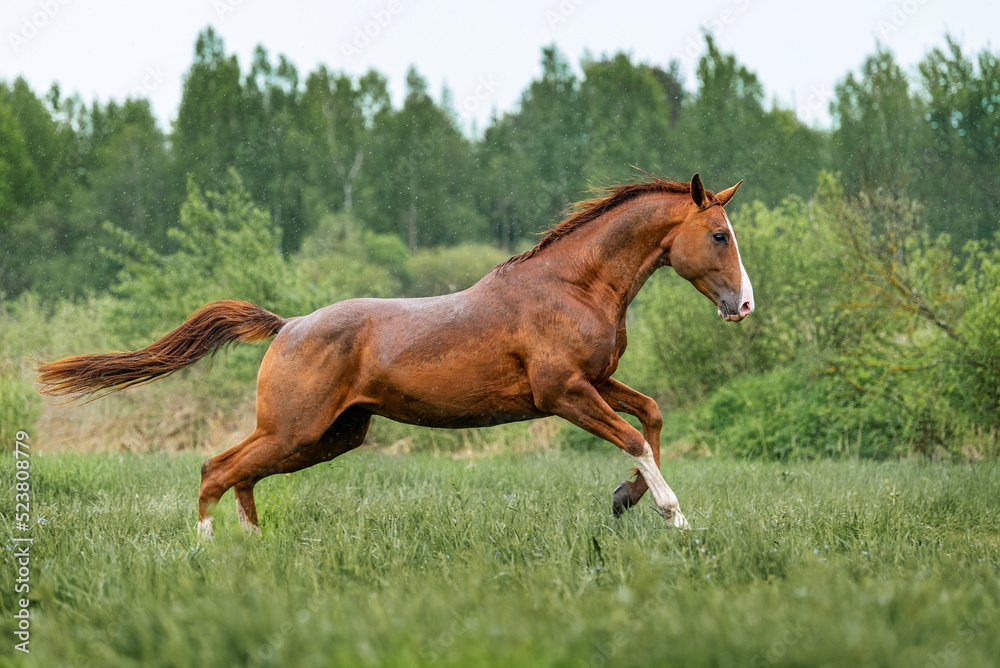 Fototapeta premium Beautiful red horse running in the rain. Don breed horse.