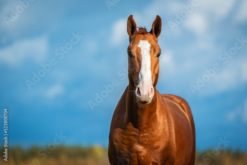 Obraz na płótnie Portrait of a horse on the background of blue sky. Don breed horse. w salonie