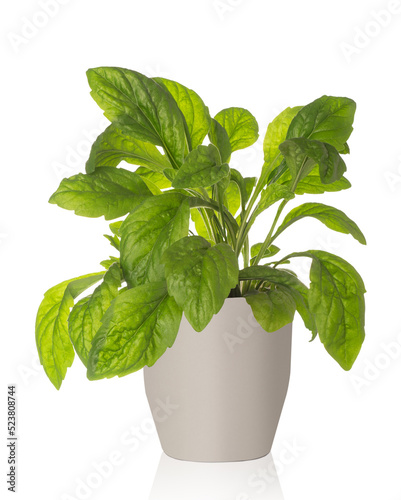 A green plant with pleasantly arranged leaves. Growing in a white pot with shade. Isolate Good sharpness on all leaves.