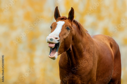 Funny Don breed horse yawning in autumn. Russian golden horse. photo