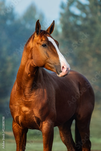 Portrait of Don breed horse in a foggy morning. Russian golden horse.