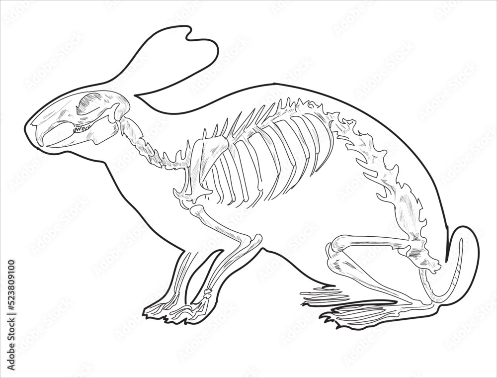 Rabbit Skeletal System On A White Background Sketch Hand Drawing Vector ...