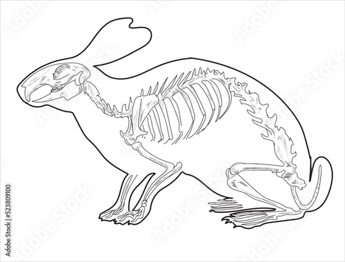 Rabbit skeletal system on a white background sketch hand drawing vector illustration