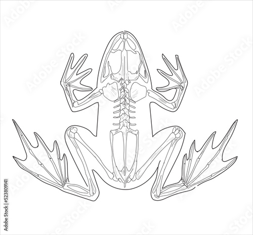 Frog skeletal system on a white background sketch hand drawing vector illustration