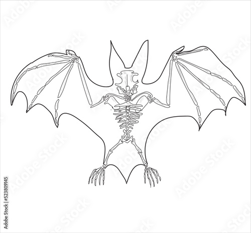 Bat skeletal system. Bat skeleton, detailed bones and wings on white background. Hand drawing sketch vector illustration