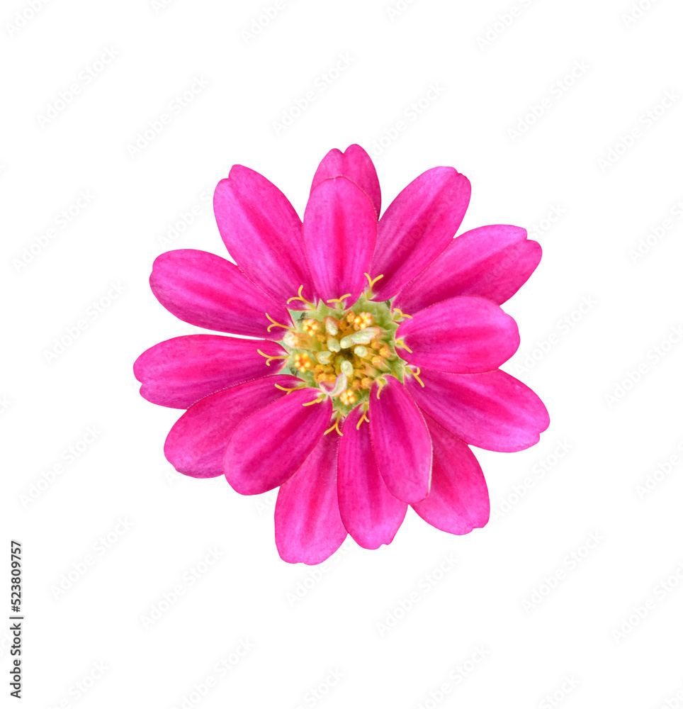 Zinnia elegans flower isolated on transparent background - PNG format.
