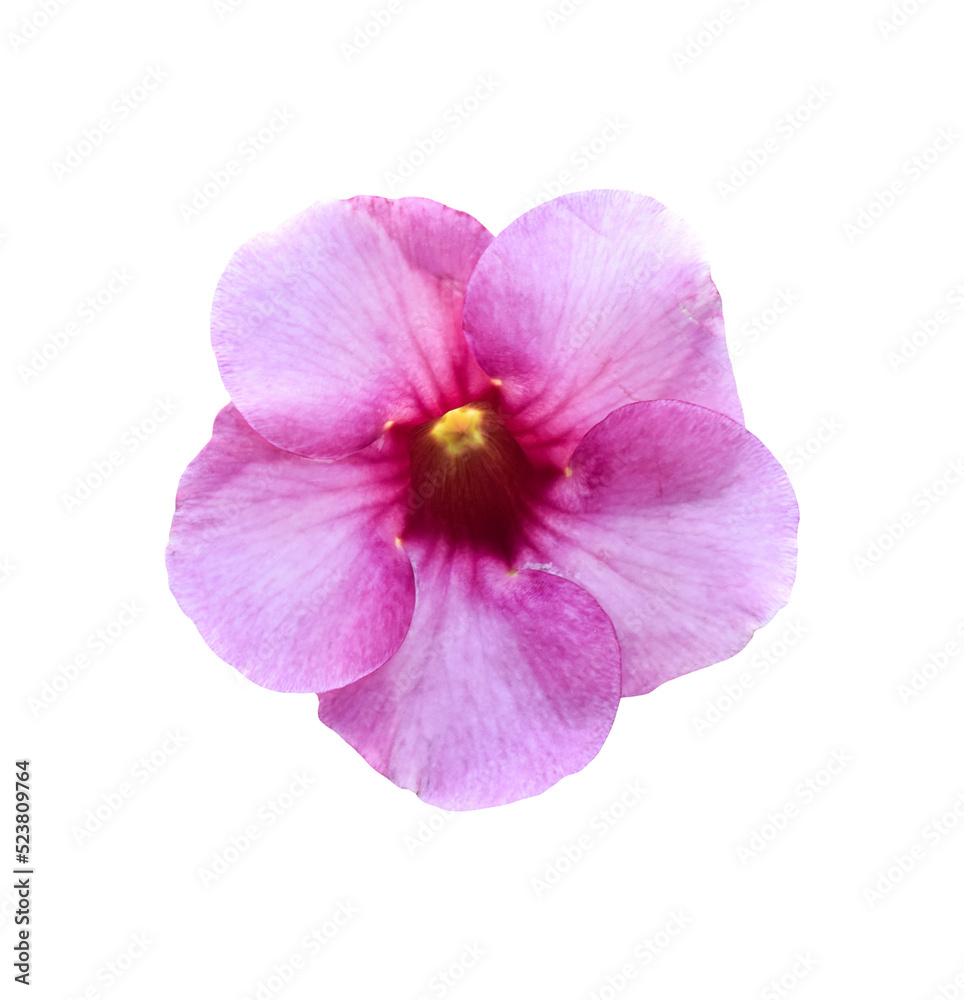 Pink flower (Allamanda Cathartica) isolated on transparent background - PNG format.