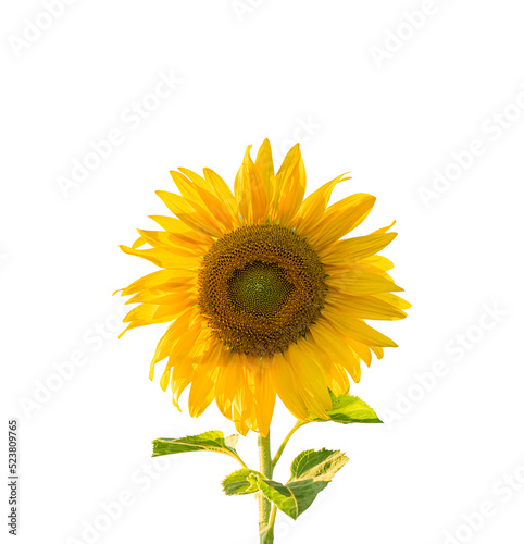 Sunflower with leaf isolated on transparent background - PNG format.
