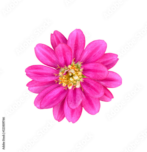 Zinnia elegans flower isolated on transparent background - PNG format.