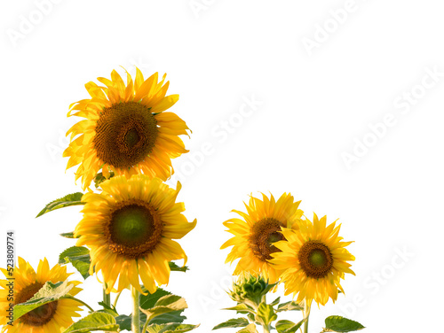 Sunflower with leaf isolated on transparent background - PNG format.