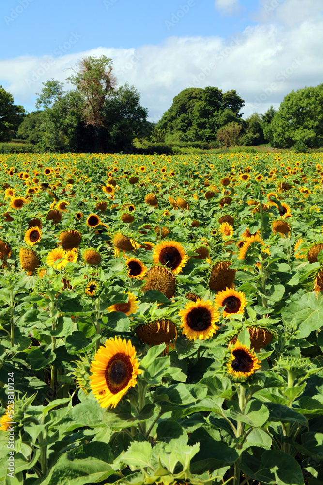 Naklejka premium Field of sunlit sunflowers, Derbyshire England 