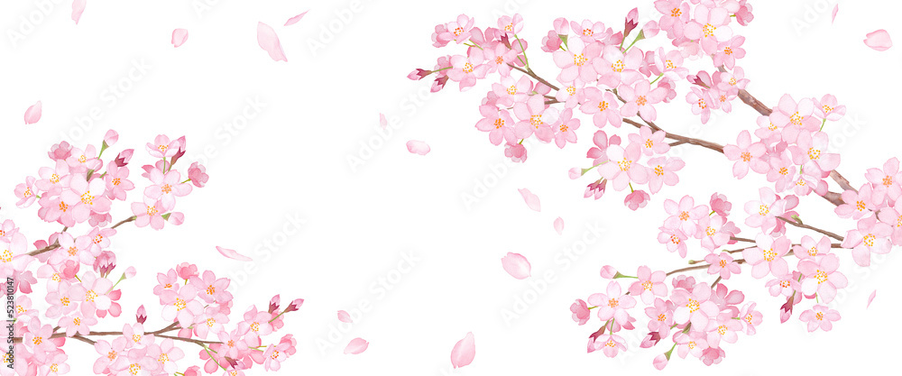 Fototapeta 春の花 桜と散る花びらのアシンメトリー背景 水彩イラスト 透過背景 Naklejamy Com