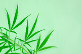 Fresh green cannabis leaves on tree on green background, Medical marijuana.