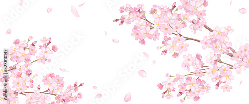 春の花：桜と散る花びらのアシンメトリー背景。　水彩イラスト（透過背景） © Keiko Takamatsu