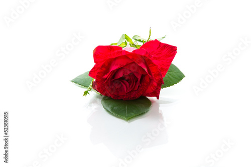 beautiful red rose close-up isolated on white background