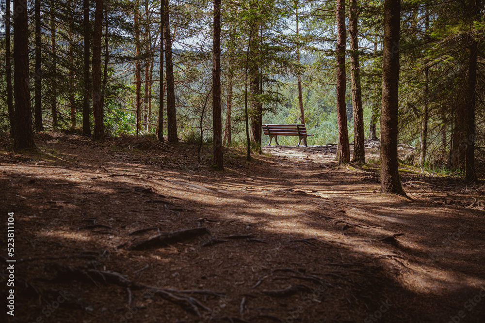 Fototapeta premium Bank im Wald - Aussichtspunkt im Wald - Pfälzer Wald