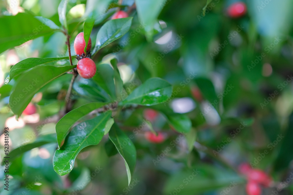 The berry of the miracle fruit plant is used as medicine.