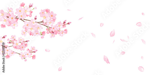 Foto 春の花：さくらと散る花びらの背景。　水彩イラスト（透過背景）