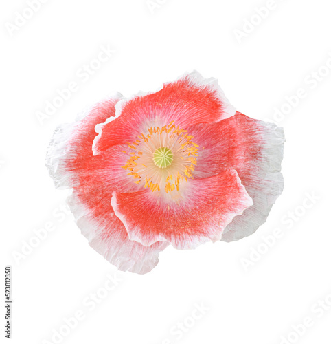 poppies flower isolated on transparent background - PNG format.