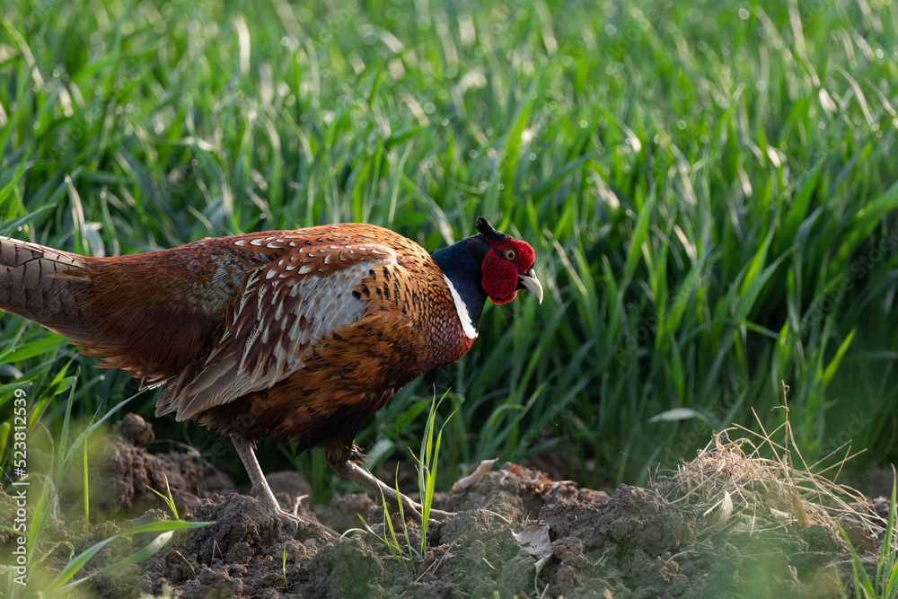 Fototapeta premium Pheasant, Phasianus colchicus. 