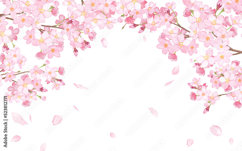 Fototapeta 桜と散る花びらのアーチ型フレーム 水彩イラスト 透過背景 Naklejamy Com