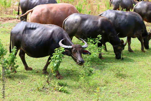 asian water buffalo or bubalus bubalis photo