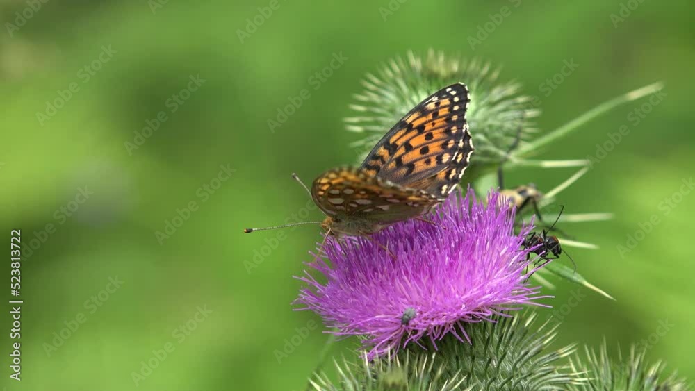 Flying Butterfly Insects Collecting Pollen on Thorns Flower, Bee Pollinating Thistles, Mountains Desert Medicine Plants Flying Butterfly Insects Collecting Pollen on Thorns Flower, Bee Pollinating Thistles, Mountains Desert Medicine Plants