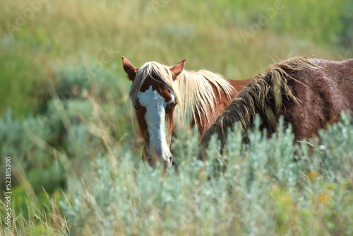 Wild horses graze together in a prairie © Josh