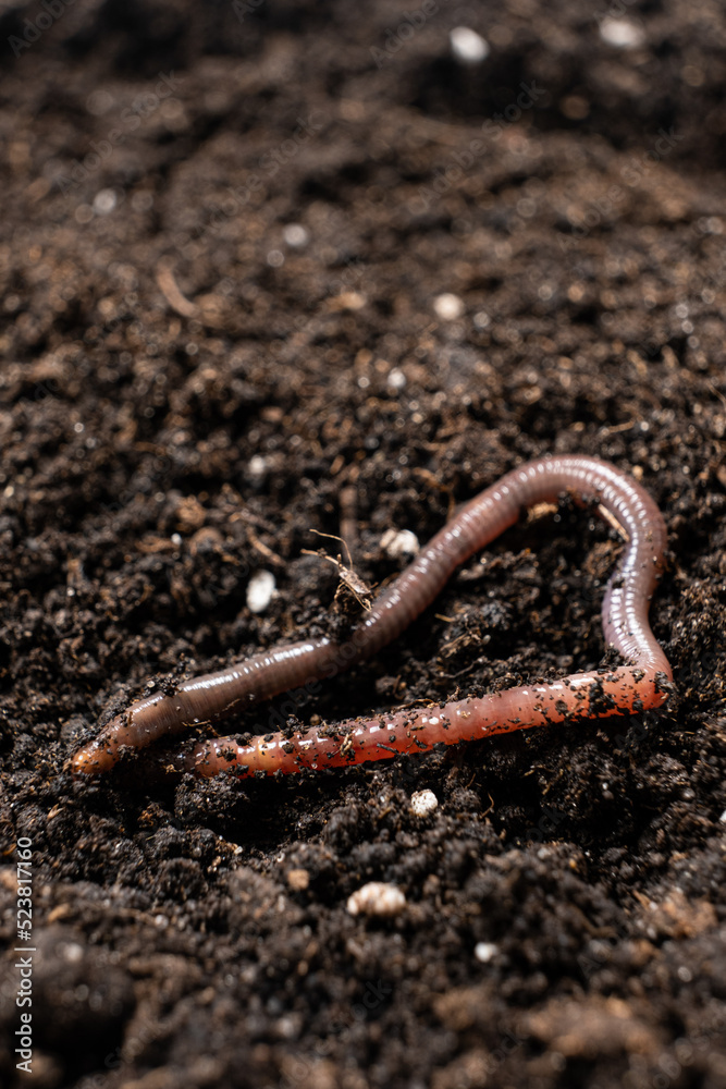 Big beautiful earthworm in the black soil, close-up. Big beautiful earthworm in the black soil, close-up.