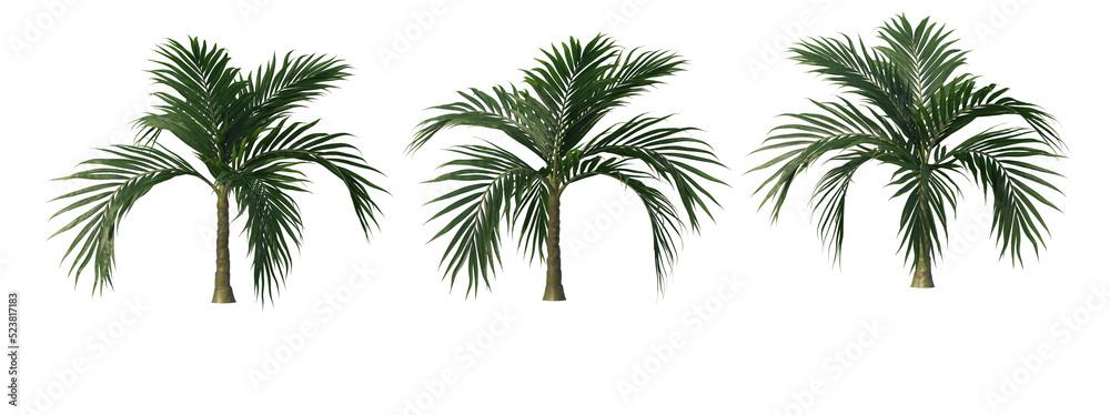 Tropical plants on a transparent background
