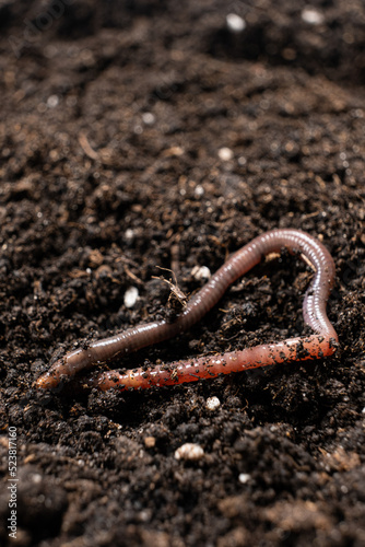 Big beautiful earthworm in the black soil, close-up. photo