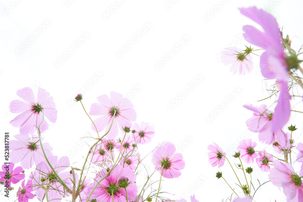 ピンク色のコスモスの花畑　ローアングル白背景