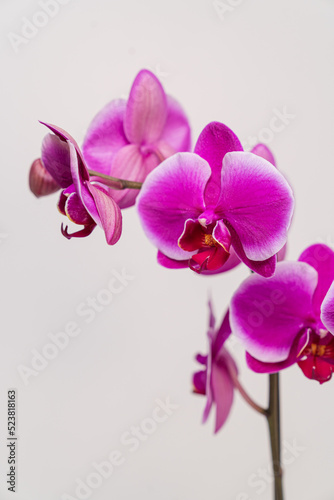 Violet Orchid Phalaenopsis close-up with a white background.
Orchid Phalaenopsis beautiful design flower.