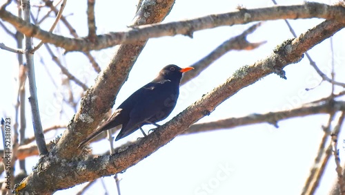 blackbird sits on the branches of a tree and sings