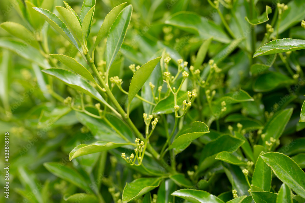 The evergreen Japanese spindle tree Euonymus japonica is used for hedges. The evergreen Japanese spindle tree Euonymus japonica is used for hedges.