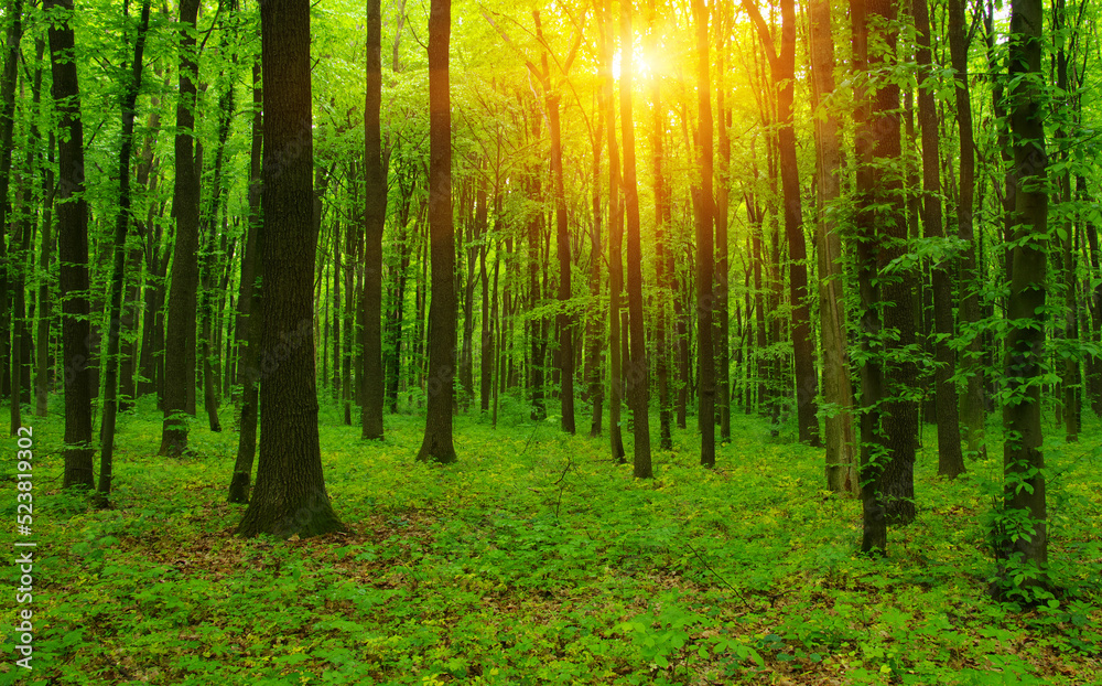 Green forest in spring