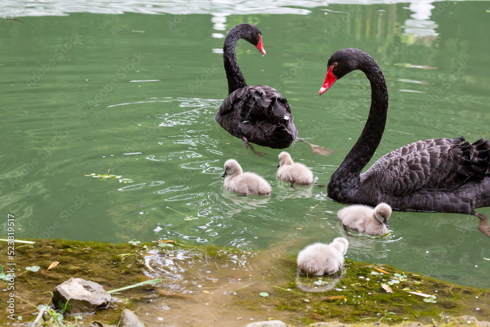 Fototapeta premium Black swan with chicks on the lake on a sunny spring day