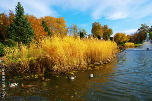 Autumn landscape with lake, green grass and colourful trees
