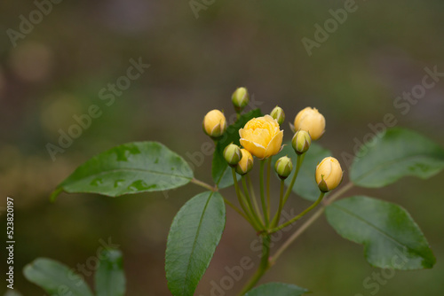 Wallpaper Mural Small yellow roses Rosa banksiae illuminated by the sun in the garden selective focus Torontodigital.ca