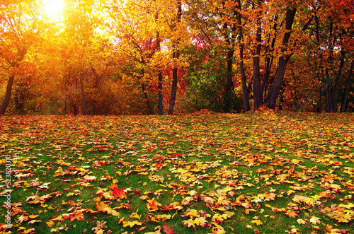 Autumn leaves on green grass