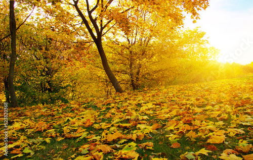 Autumn leaves on green grass